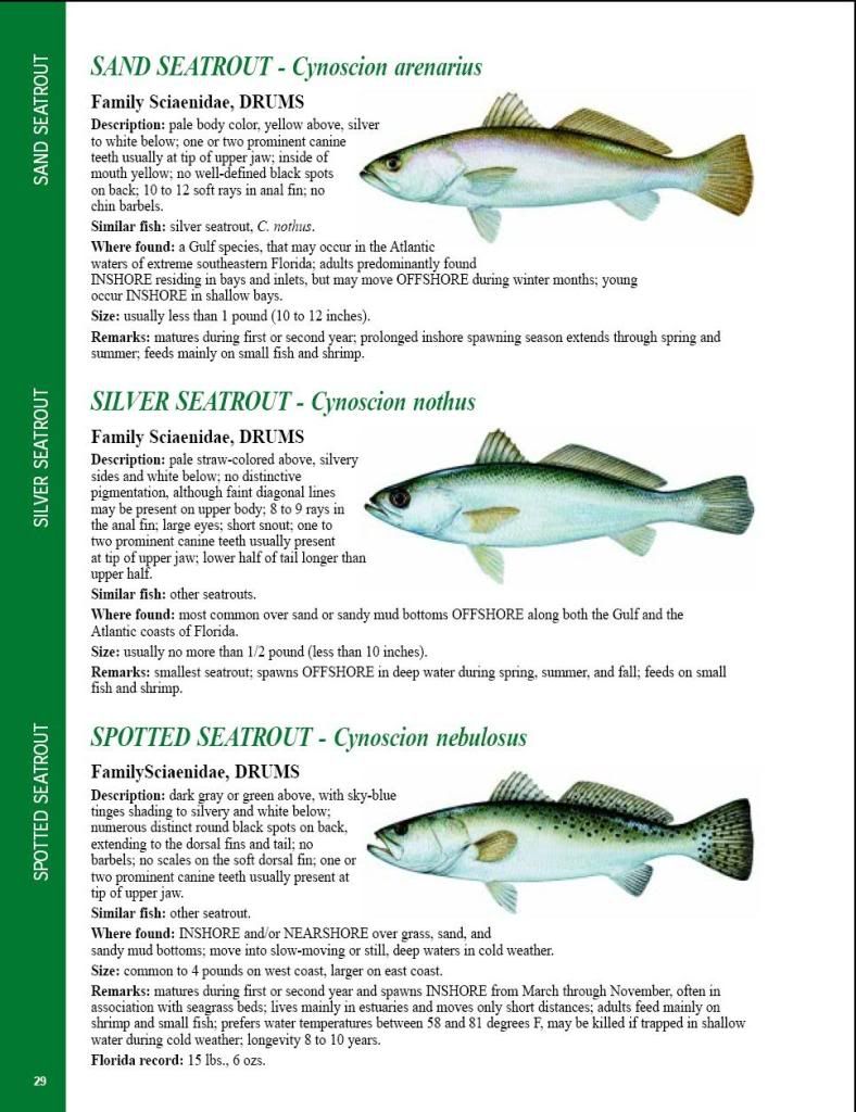 ( FLORIDA FISH ID CHART ) 38 pic files Boatless Fishing Forum